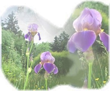 Irisgruss.jpg